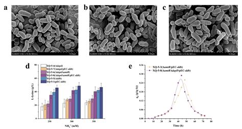 Ijms Free Full Text Reconstruction Of The Diaminopimelic Acid