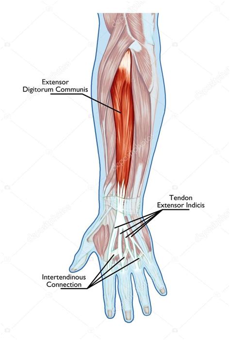 DIAGRAM Diagram Of Tendons In Forearm MYDIAGRAM ONLINE