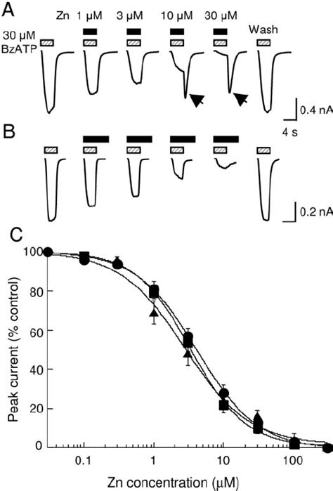 Inhibition Of P X Receptor Currents By Zinc And Rebound Currents A