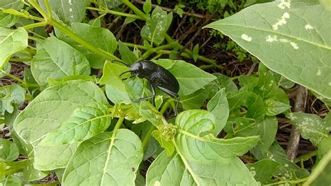 Desert Stink Beetles from 13100 La Guadalupe Tláhuac 13100 Santa