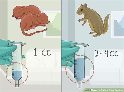 How to Feed a Baby Squirrel: 15 Steps (with Pictures) - wikiHow