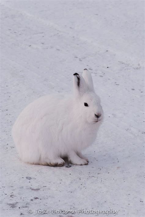 The Arctic Hare Polar Rabbit