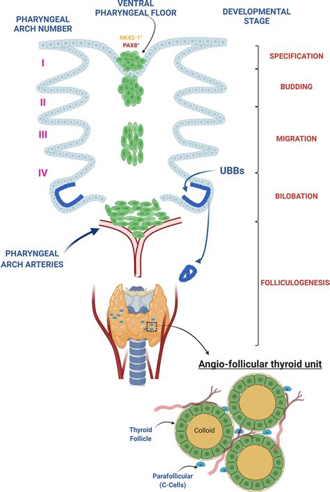 Frontiers Derivation Of Thyroid Follicular Cells From Pluripotent