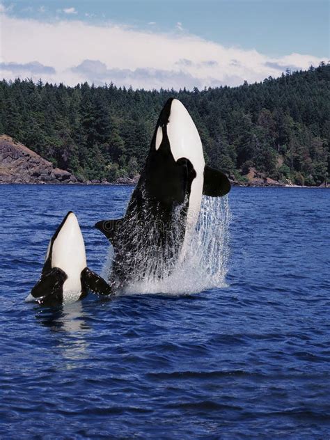 Killer Whale Orcinus Orca Pair Leaping Canada Stock Image Image Of