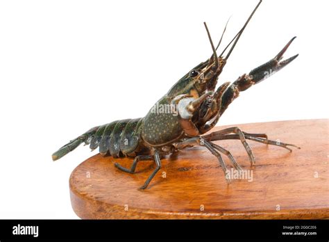 Freshwater Lobster White Studio Background Stock Photo Alamy