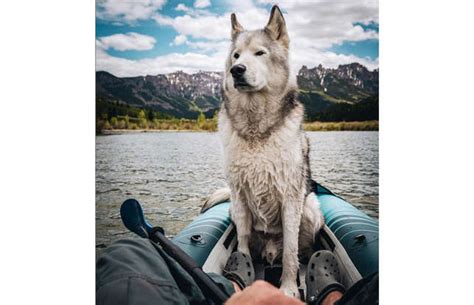 Adventurous Pets That Have Travelled The World In Style