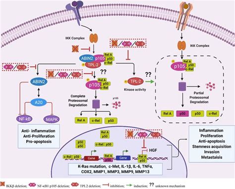 Tumor Progression Locus 2 Tpl2 In Tumor Promoting Inflammation