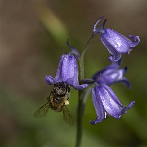 Bee Loaded Magnus Hagdorn Flickr