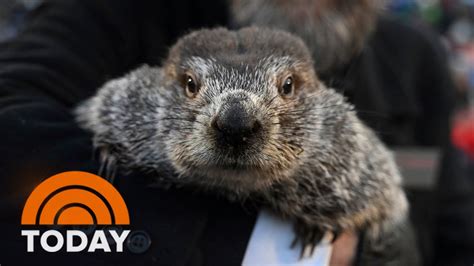 Its Groundhog Day Did Punxsutawney Phil See His Shadow Youtube