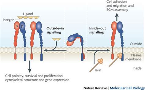 Figure 1 2 From Regulation Of Intracellular Trafficking Of Laminin