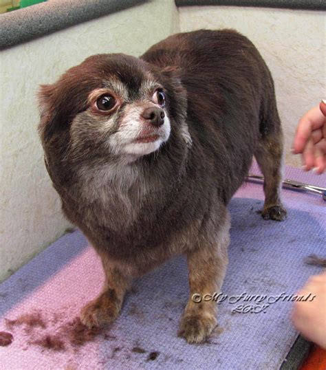 Pet Grooming: The Good, The Bad, & The Furry: Long Haired Chihuahua