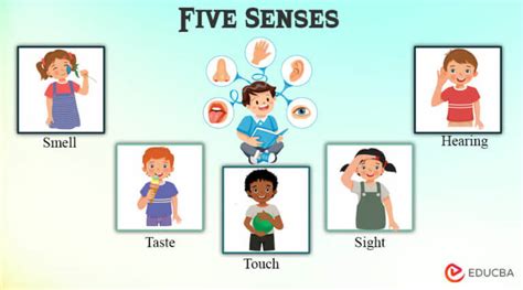 What Are The Five Senses How Sight Sound Taste Touch And Smell Shape Our Reality