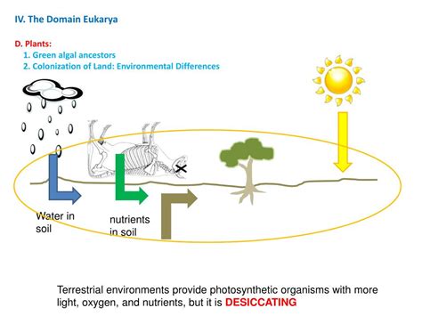 Ppt The Diversity Of Life I A Brief History Of Life Ii Classifying Life Powerpoint