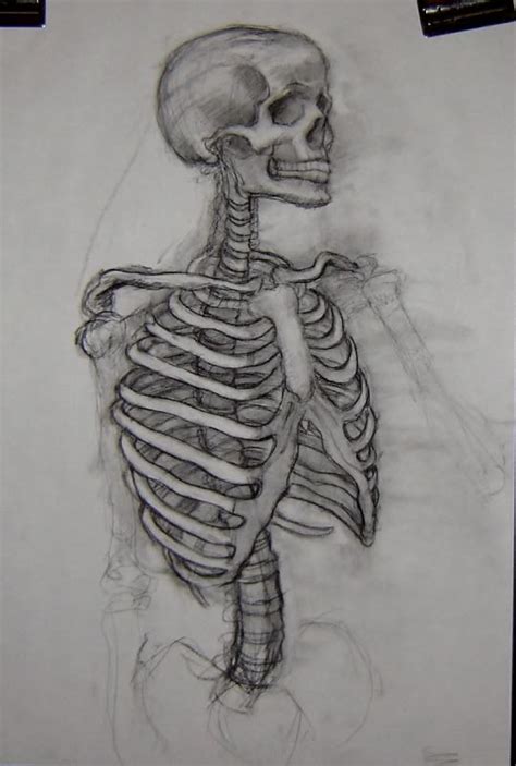 A Drawing Of A Skeleton With The Ribs Exposed