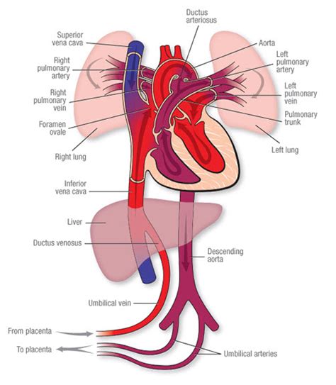 Fetal Heart Blood Flow Diagram The Fetal Circulation