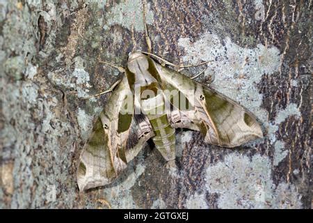 Pandora Sphinx Moth Eumorpha Pandorus Th Instar Caterpillar On Wild