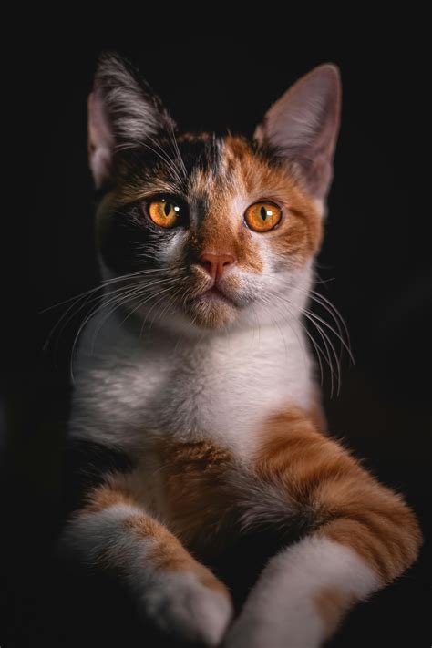 Найкращі фото (3 000+) за запитом «Коти» · Безкоштовне завантаження ...