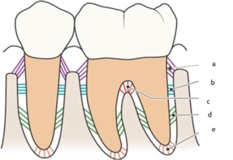 Gingival Description Flashcards Quizlet