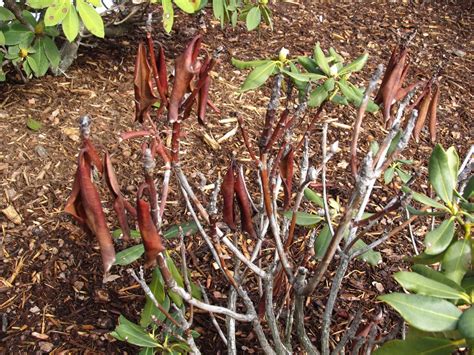 Clatsop County Master Gardeners Association Ask An Expert Rhododendron Woes