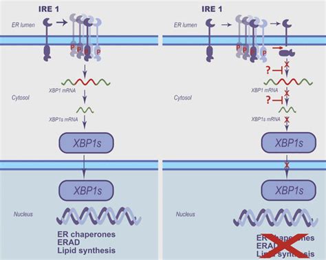 Viruses Free Full Text Enteroviruses Manipulate The Unfolded