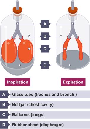 Breathing The Respiratory System In Humans Wjec Gcse Biology