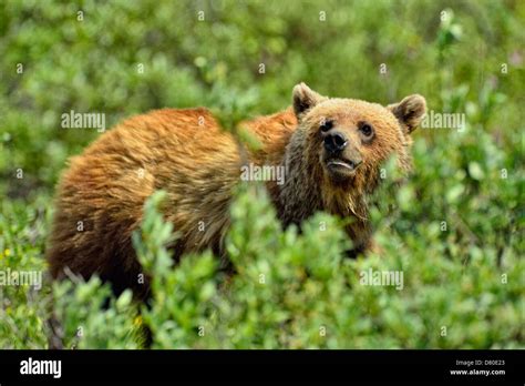 Grizzly Bear Ursus Arctos Three Year Old Female Banff National Park