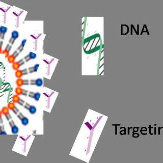 Schematic Of The Encapsulation Of DNA Within PLGA Nanoparticles