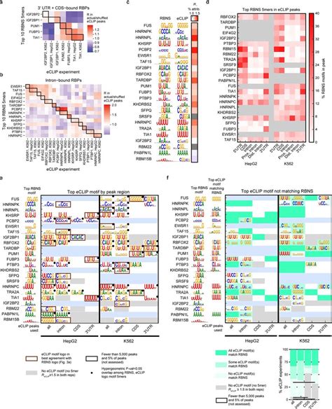 Enrichment Of In Vitro Motifs In ECLIP Peaks For Different RNA Types