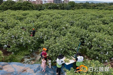 尝鲜啦！爽甜香糯的番石榴成熟了，只需花299元就能入园自由采摘