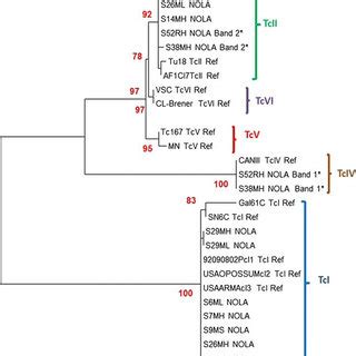 Molecular Phylogenetic Analysis By Maximum Likelihood Method The