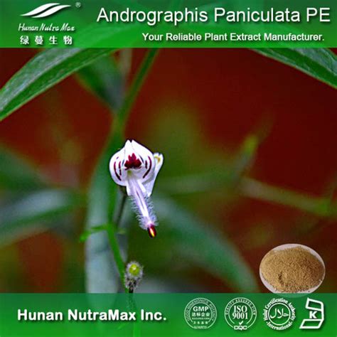 Andrographis Paniculata Extract At Best Price In Changsha Hunan