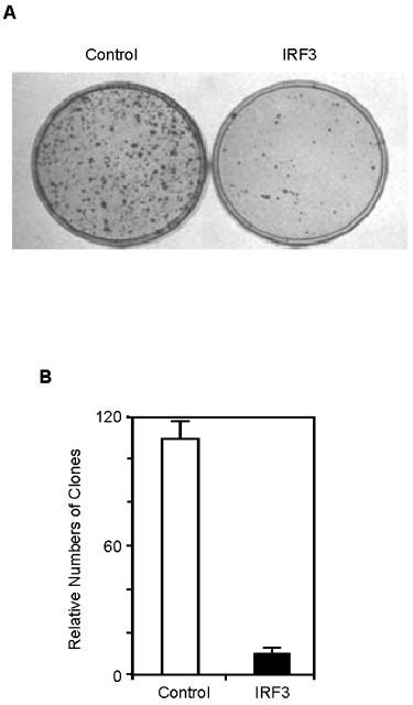 Irf Inhibits Colony Formation Of Hela Cells Hela Cells Were