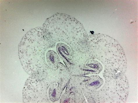 Lily Ovary Cross Section Prepared Microscope Slide