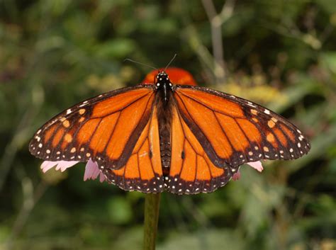 Orange Butterfly Identification 29 Common Species With Photos