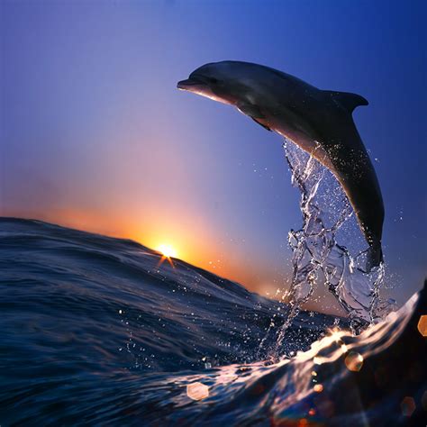 Dolphin Sunset Desktop Wallpaper