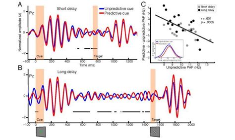 Perceive This The Human Brain Controls Alpha Band Oscillation Phase To