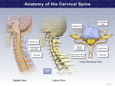 Anatomy Of The Cervical Spine Trial Exhibits Inc