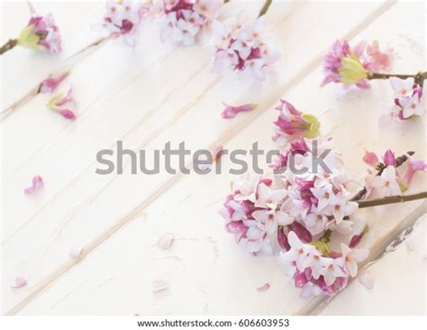 Thank You Daphne Shutterstock