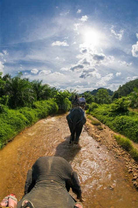 Elephant Safari in Thailand Stock Image - Image of entertainment, north ...