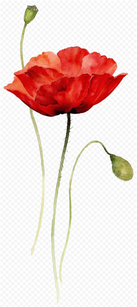 HD Red Watercolor Poppy Flower PNG Citypng