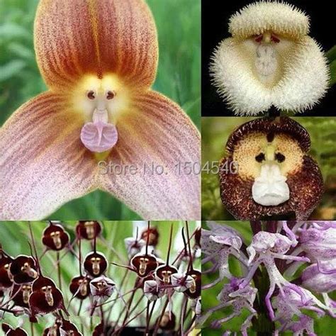 Aliexpress.com : Buy New varieties of orchids, Monkey Face Orchid Seeds ...