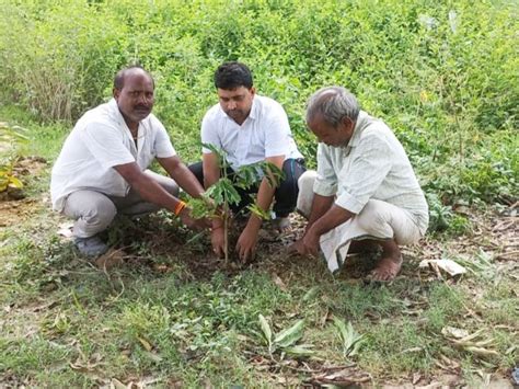 Information About Trees Given To Villagers 500 Saplings Planted