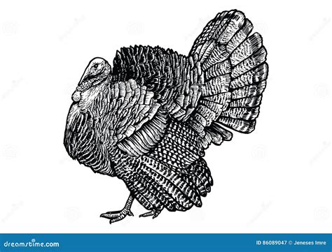 Turkey Illustration Drawing Engraving Line Art Realistic Stock