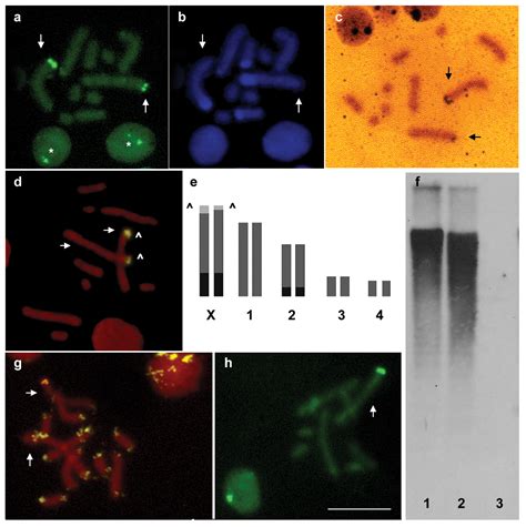 Cytogenetic And Molecular Analysis Of The Holocentric Chromosomes Of