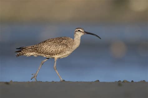 Whimbrel Numenius Phaeopus Sp 334 Taken On Aug 23 Flickr