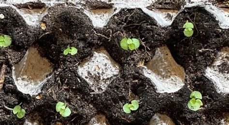 Weed Of The Month Fleabane Brooklyn Botanic Garden