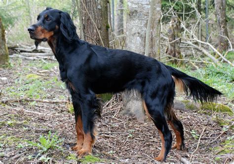 Gordon Setter Carattere E Caratteristiche Del Setter Scozzese Bepuppy