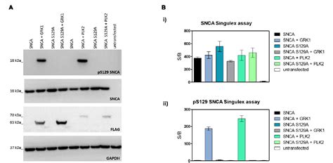 Figure 2 From Phospho S129 Alpha Synuclein Is Present In Human Plasma