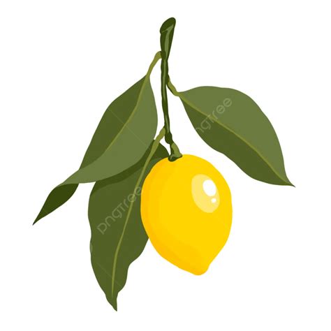 Vector De Lim N Fresco Con Hojas Png Lim N Vector Amarillo Png Y