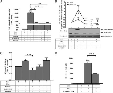 Role Of The Pkc D Irak1 Jnk Axis In Pma Induced Il 1 B Transcription